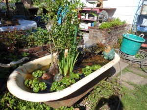 This is my bees' favorite watering station. In summer there are hundreds of lovely, humming bees gathering in this old tub.