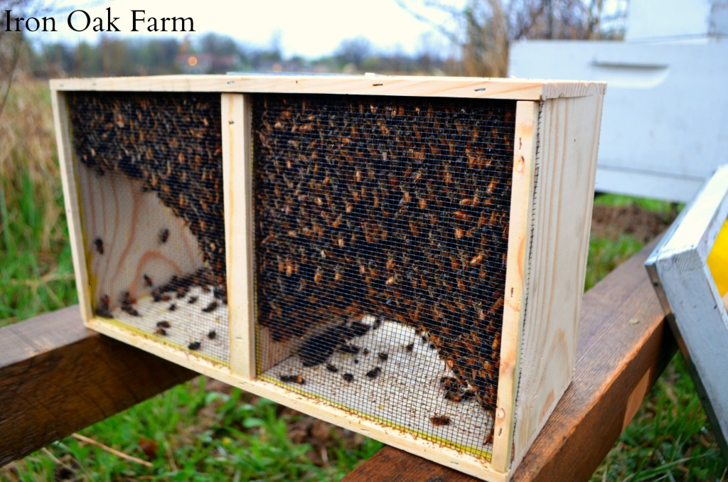 The Difference Between a Package and a Nuc Keeping Backyard Bees