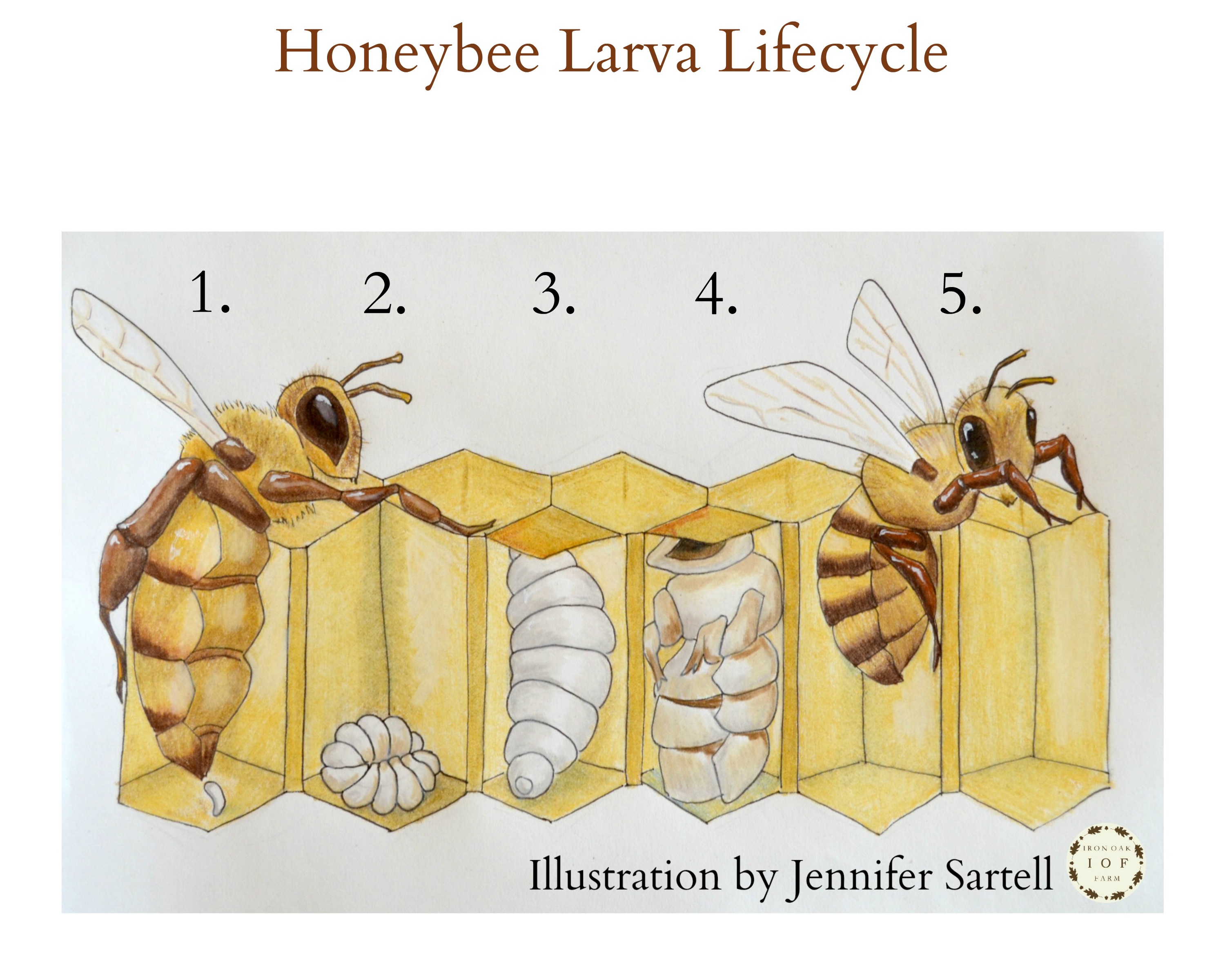 Honeybee Larva Lifecycle