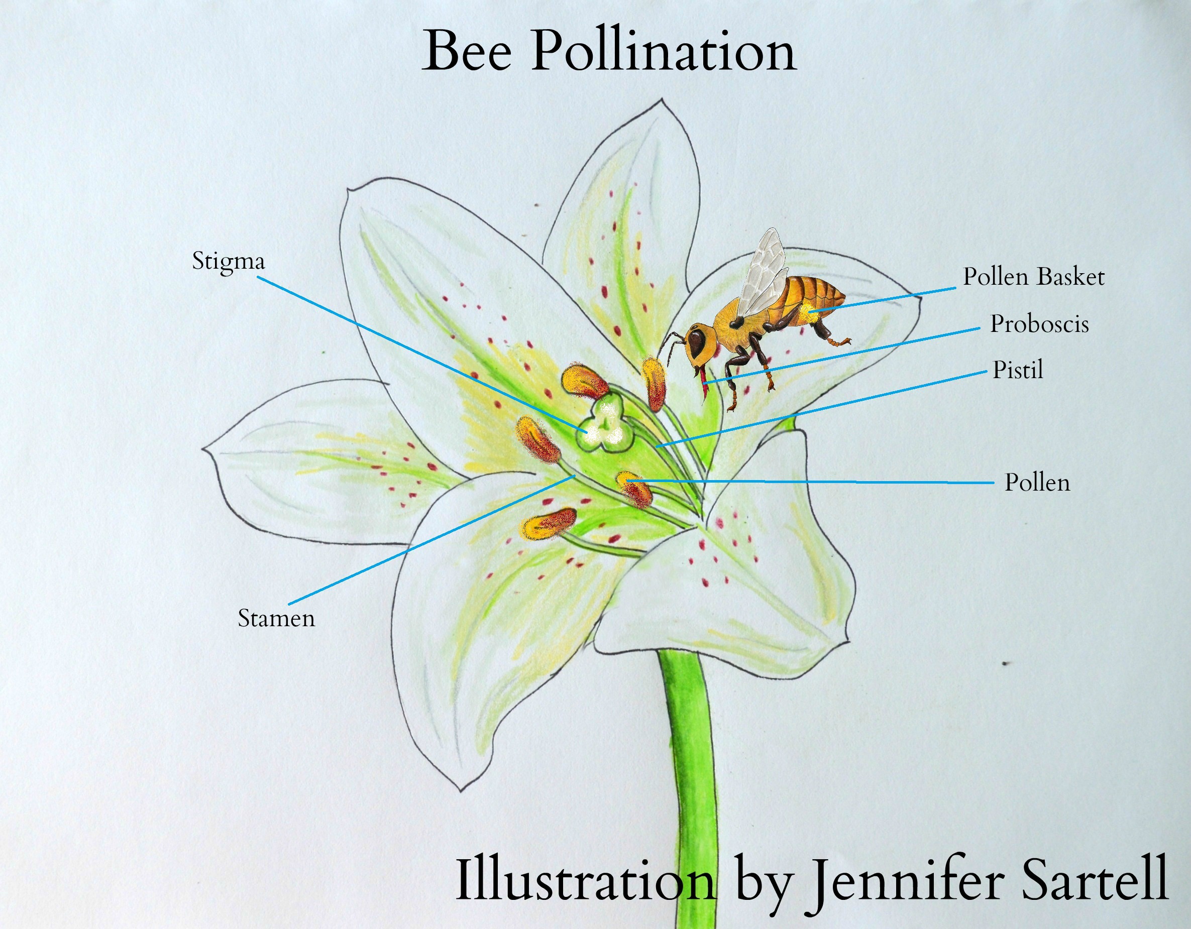 The Role of Nectar, Honey and Pollen in the Hive Keeping Backyard Bees
