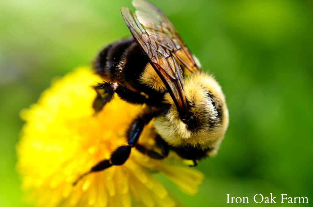 What do bees look like