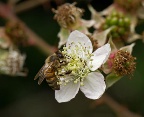 Wildflowers for Honeybees