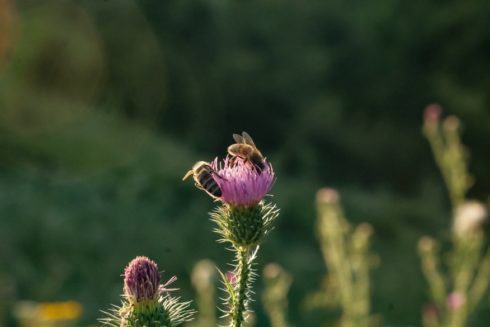 bee-garden