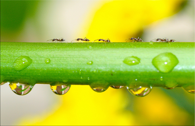 Ants Marching Photo by L Church