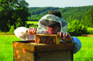 Safety equipment can be as little as long sleeves and a veil fitted over a hat you already own. istockphoto.com/horst Puschmann