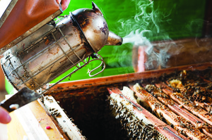 Using a smoker is considered an art form by beekeepers. Patience is a key component. istockphoto.com/Dieter Hawlan