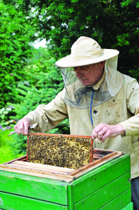 Some experienced beekeepers forgo the use of gloves to more easily handle tools of the trade. istockphoto.com/Marek walica