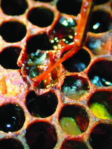 Honey bee larvae infected with American Foulbrood becomes a putrid mess. Courtesy Agricultural Research service/Virginia Williams