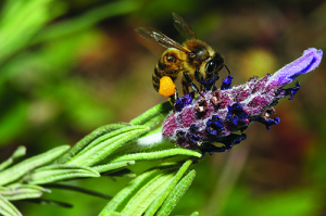 A worker bee has collected a large amount of pollen before landing on a lavender blossom. istockphoto.com/arlindo71