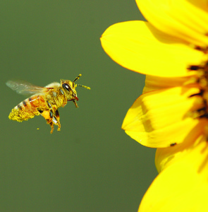 Covered in pollen, this bee looks for her next meal in a sunflower. istockphoto.com/Michael Meyer