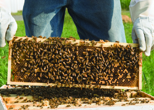 These bees have likely been calmed with smoke before the honeycomb was lifted from the hive. istockphoto.com/catnap72