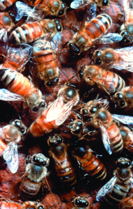 Worker bees attend their queen bee (in the center with wings folded on back) in a healthy hive. Courtesy kim flottum/eastern apicultural society/www.beeculture.com