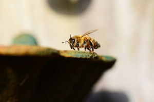 bee