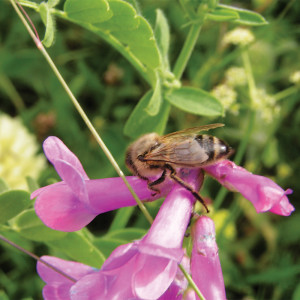 Caucasian honeybees produce more propolis.